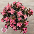 Crassula capitella ssp thyrsiflora variegated