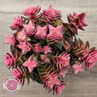 Crassula capitella ssp thyrsiflora variegated