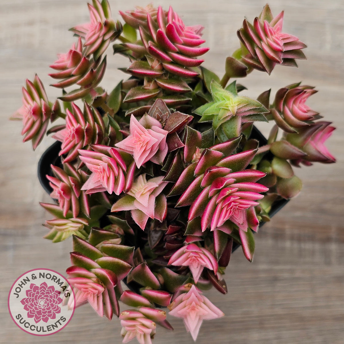 Crassula capitella ssp thyrsiflora variegated