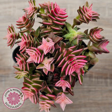 Load image into Gallery viewer, Crassula capitella ssp thyrsiflora variegated
