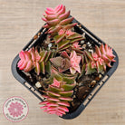 Crassula capitella ssp thyrsiflora variegated