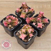 Load image into Gallery viewer, Crassula capitella ssp thyrsiflora variegated
