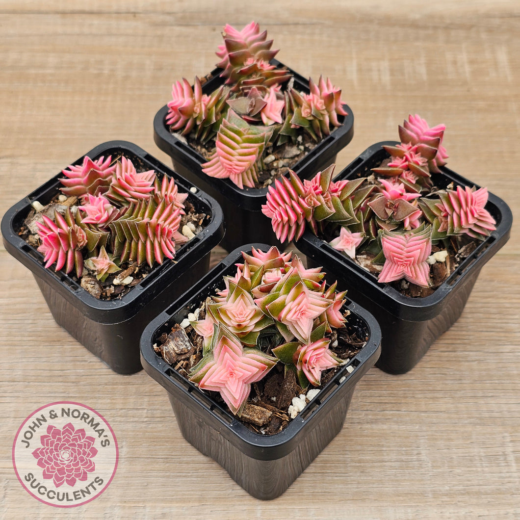 Crassula capitella ssp thyrsiflora variegated