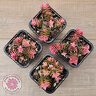 Crassula capitella ssp thyrsiflora variegated