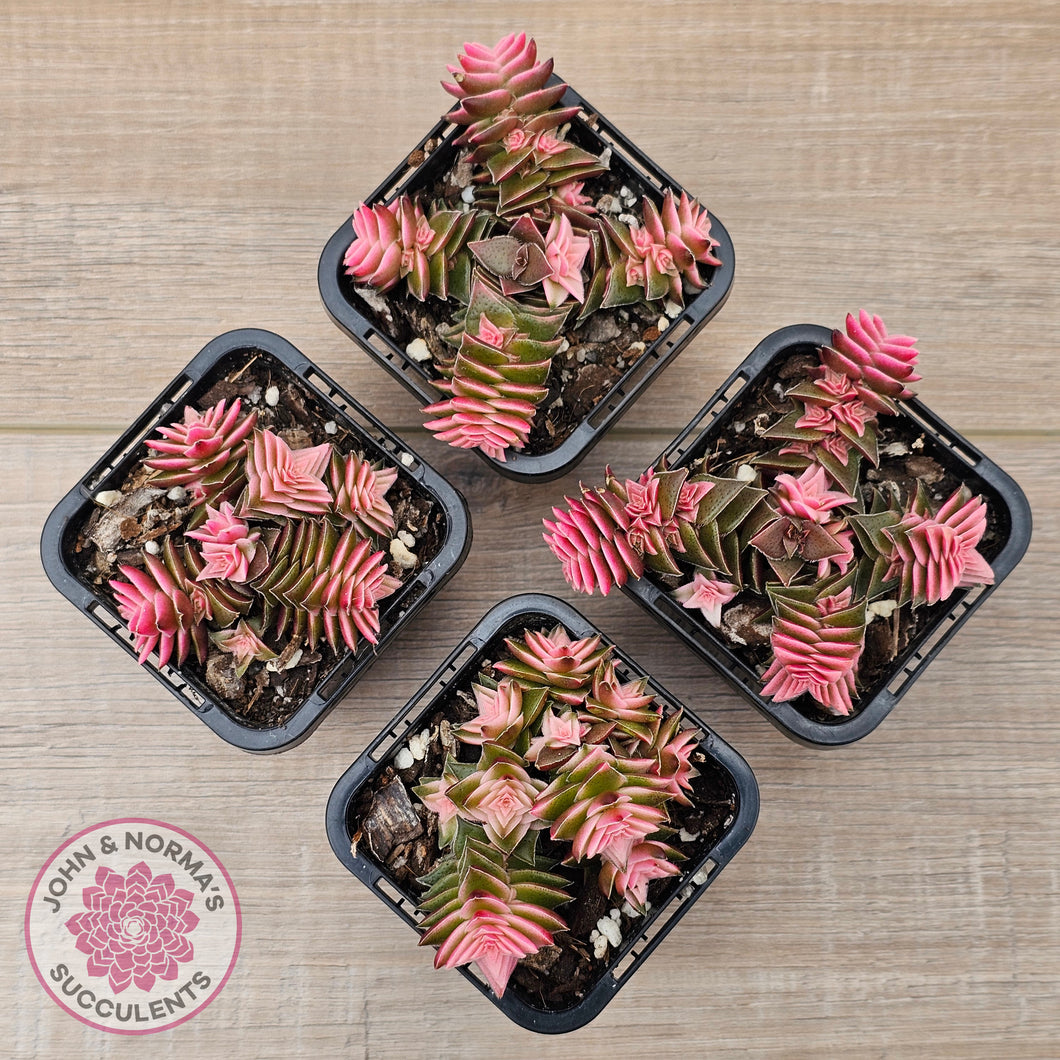 Crassula capitella ssp thyrsiflora variegated