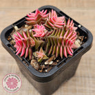 Crassula capitella ssp thyrsiflora variegated