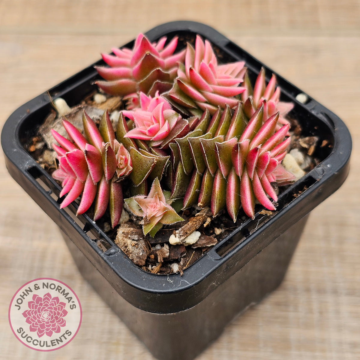 Crassula capitella ssp thyrsiflora variegated