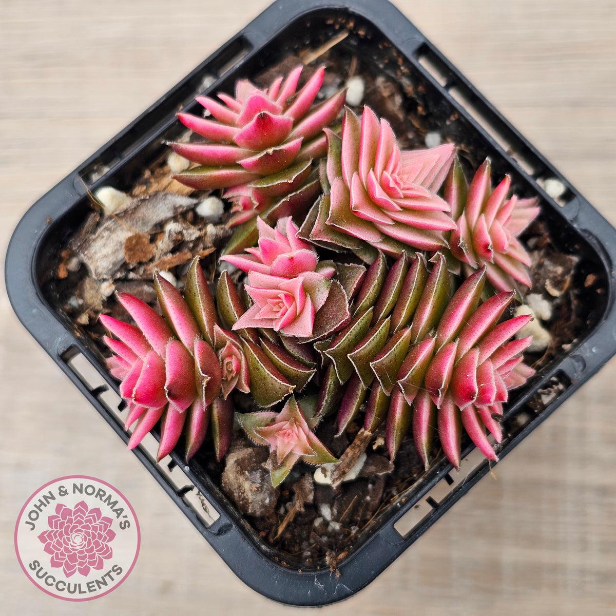 Crassula capitella ssp thyrsiflora variegated