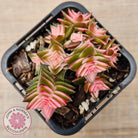 Crassula capitella ssp thyrsiflora variegated