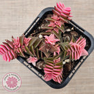 Crassula capitella ssp thyrsiflora variegated