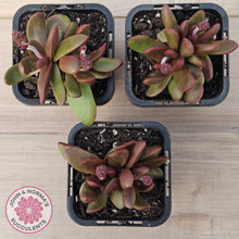 Load image into Gallery viewer, Crassula clavata

