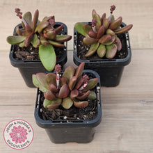 Load image into Gallery viewer, Crassula clavata
