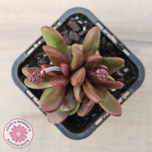 Load image into Gallery viewer, Crassula clavata
