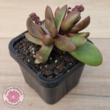 Load image into Gallery viewer, Crassula clavata

