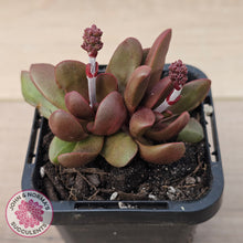 Load image into Gallery viewer, Crassula clavata
