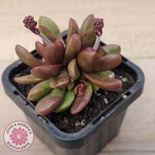 Load image into Gallery viewer, Crassula clavata
