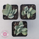 Crassula cotyledonis 'Dubia'