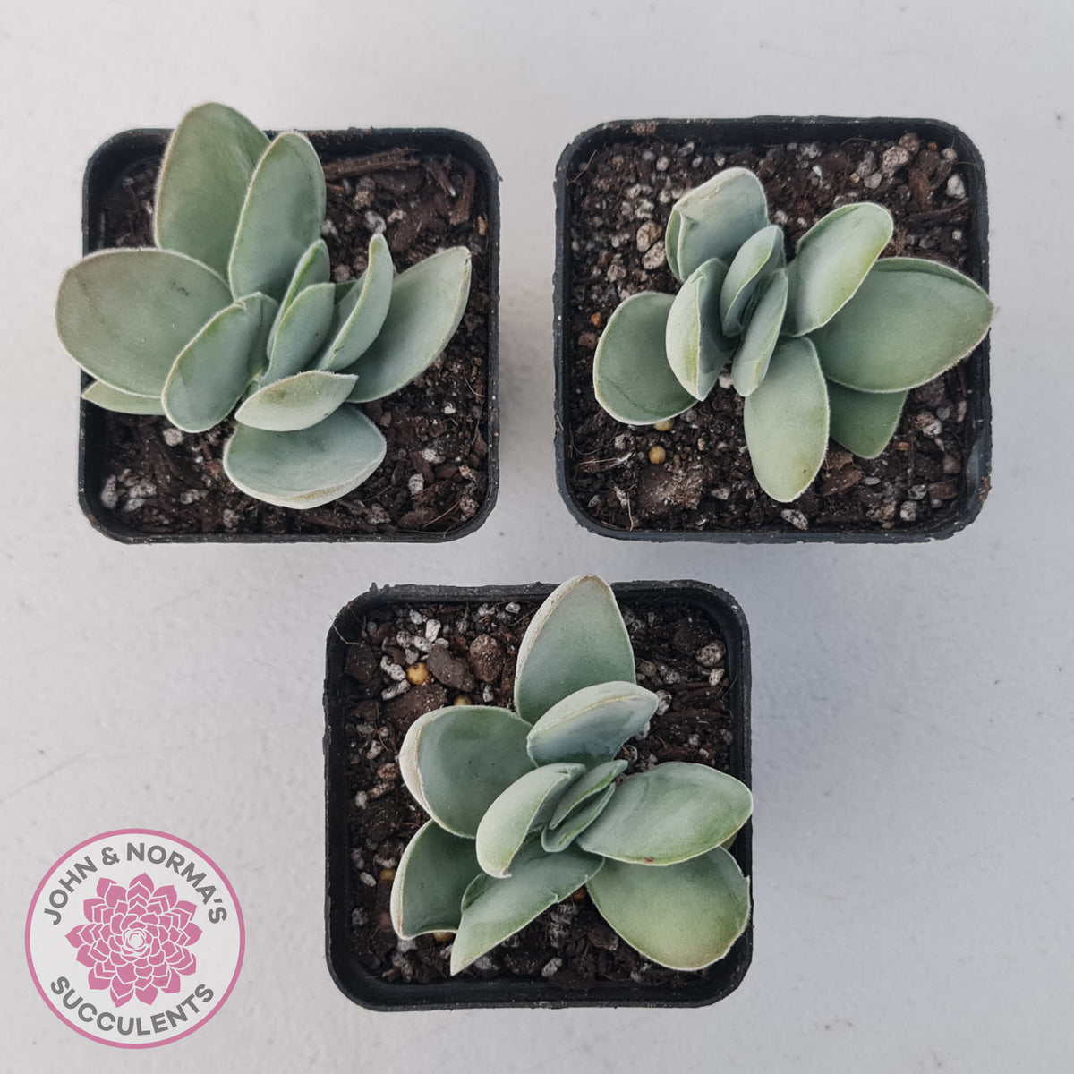 Crassula cotyledonis 'Dubia'