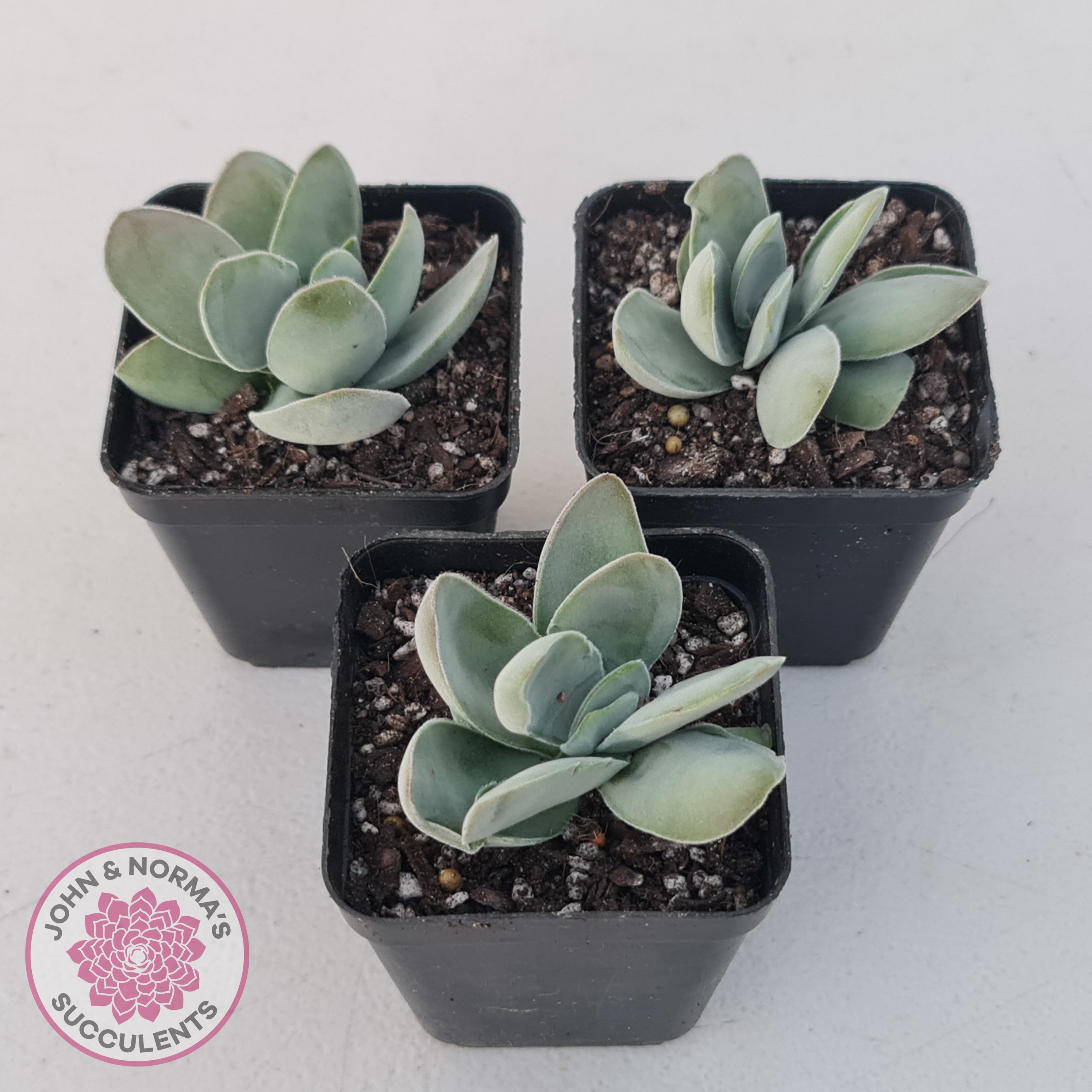 crassula dubia succulent Buy Crassula cotyledonis 'Dubia' Australia