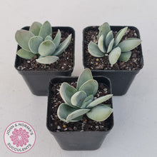 Load image into Gallery viewer, Crassula cotyledonis &#39;Dubia&#39;
