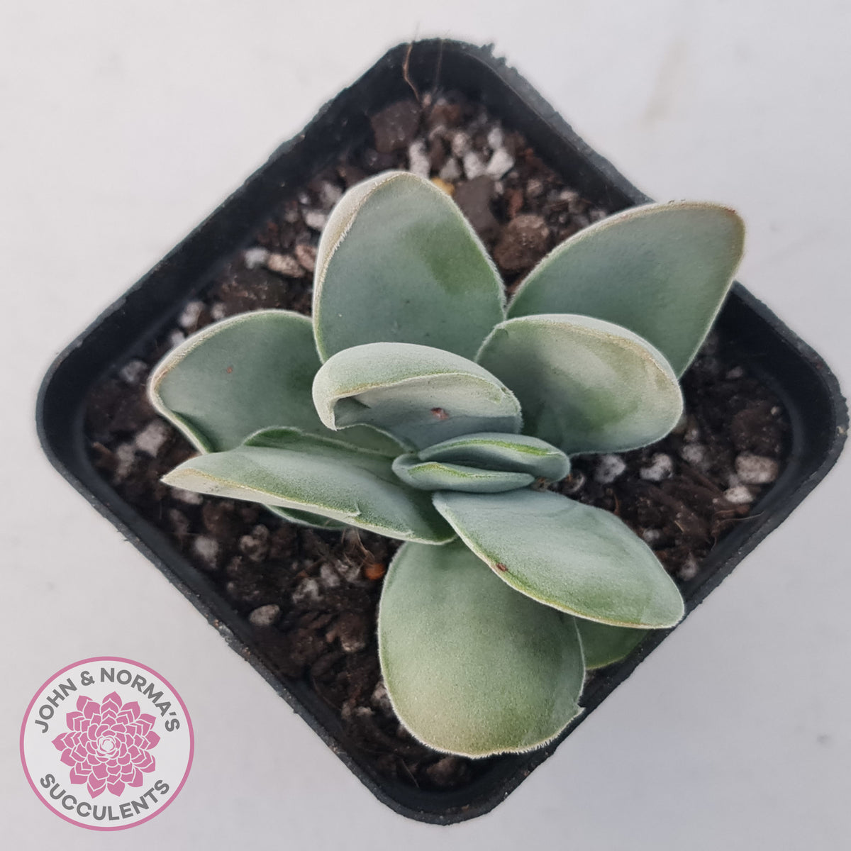 Crassula cotyledonis 'Dubia'