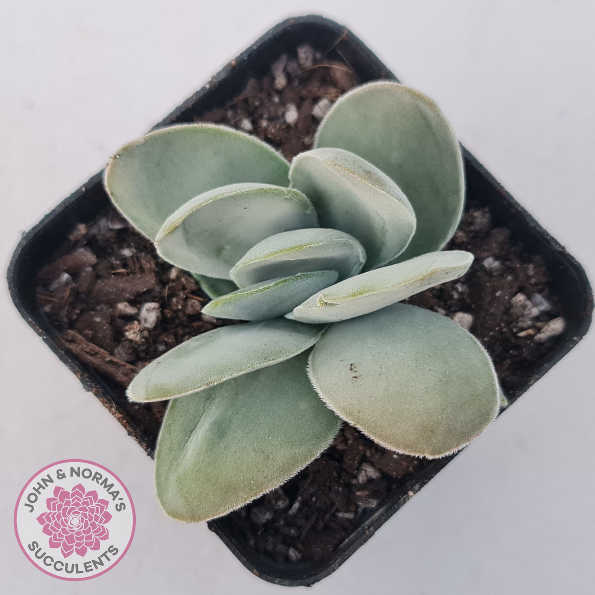 Crassula cotyledonis 'Dubia'