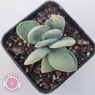 Crassula cotyledonis 'Dubia'