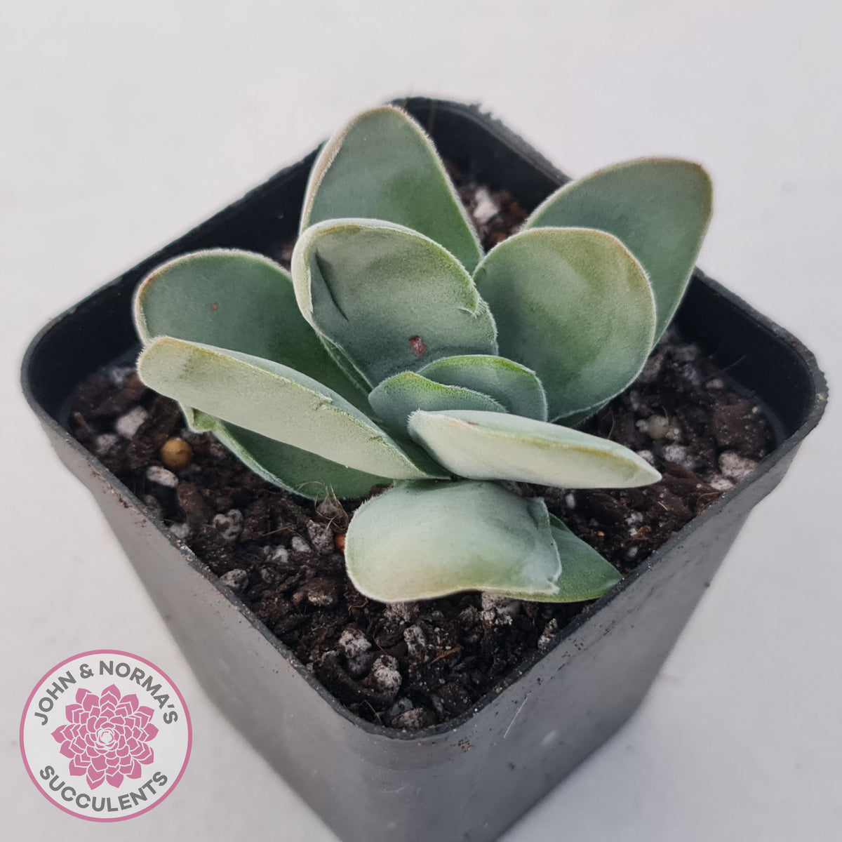 Crassula cotyledonis 'Dubia'