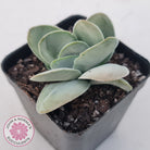 Crassula cotyledonis 'Dubia'