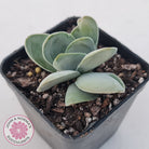 Crassula cotyledonis 'Dubia'