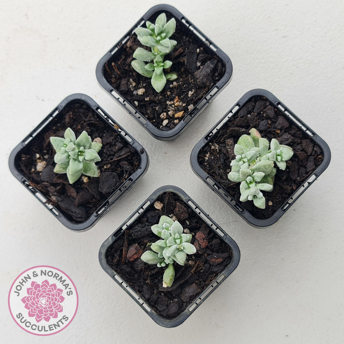 Crassula deltoidea