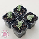 Crassula deltoidea