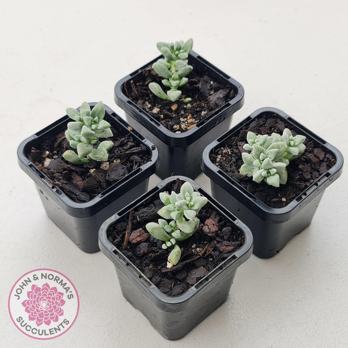 Crassula deltoidea