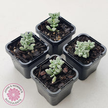 Load image into Gallery viewer, Crassula deltoidea - John &amp; Norma&#39;s Succulents Australia
