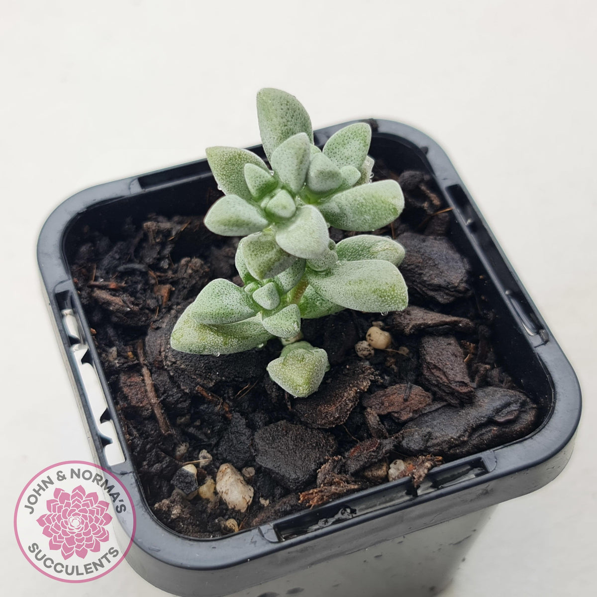 Crassula deltoidea