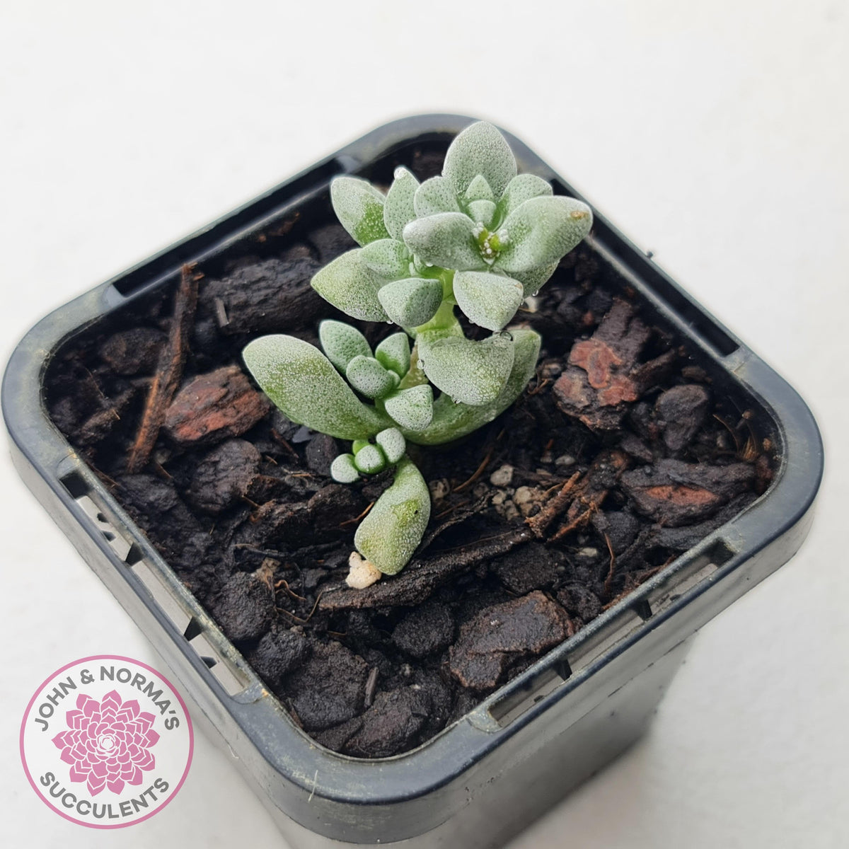 Crassula deltoidea