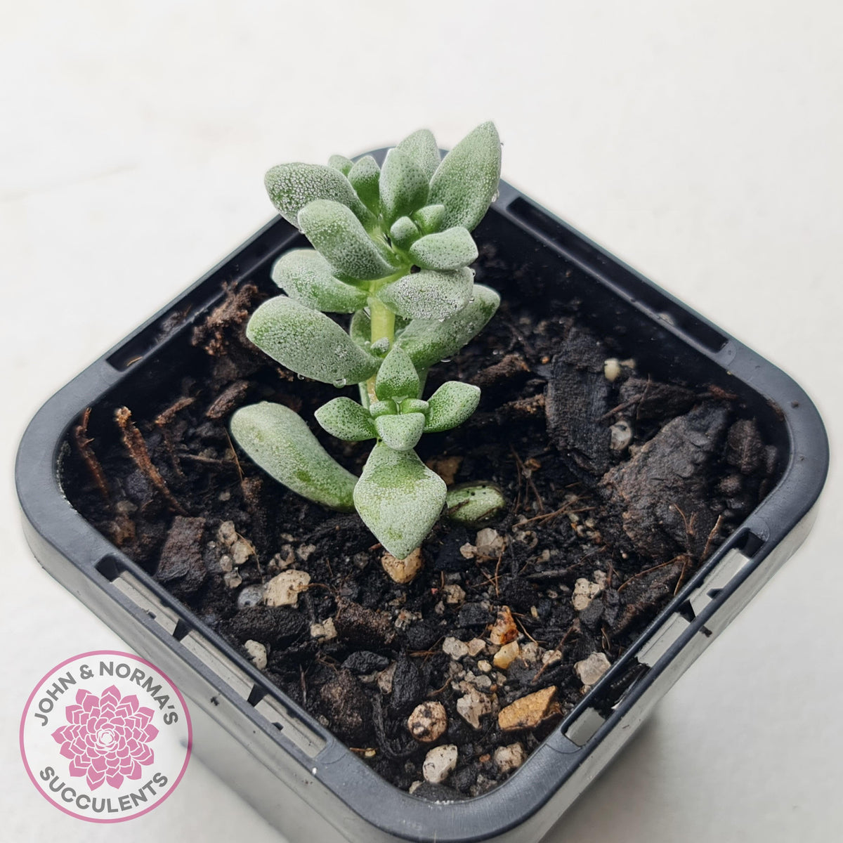 Crassula deltoidea