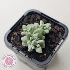 Crassula deltoidea