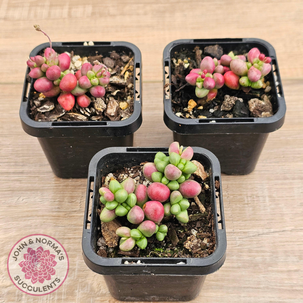 Crassula elegans purple form