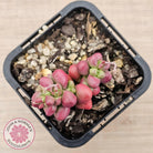 Crassula elegans purple form