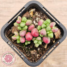 Crassula elegans purple form