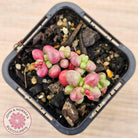 Crassula elegans purple form