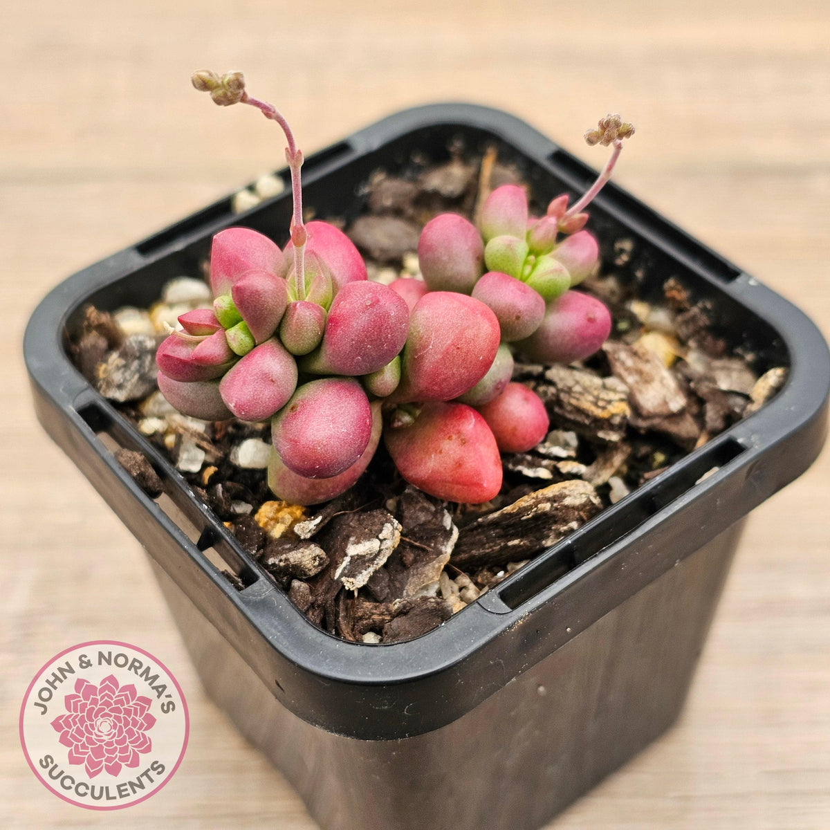 Crassula elegans purple form