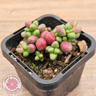 Crassula elegans purple form
