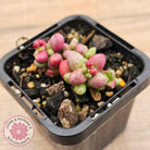 Crassula elegans purple form