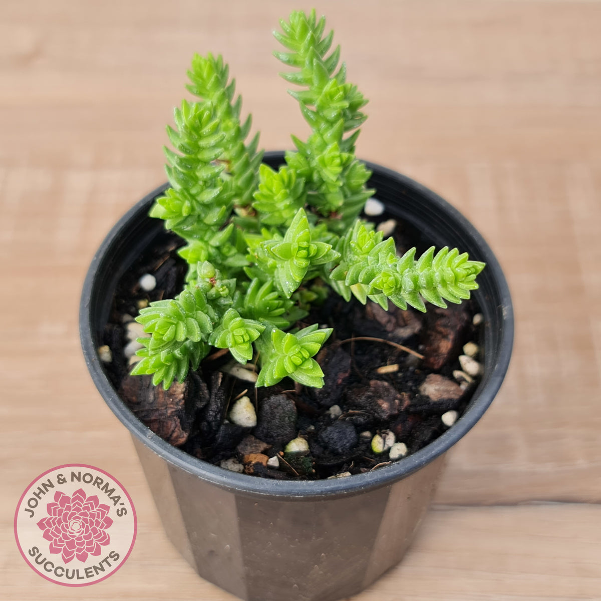 Crassula ericoides 'Large Whipcord'