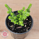 Crassula ericoides 'Large Whipcord'