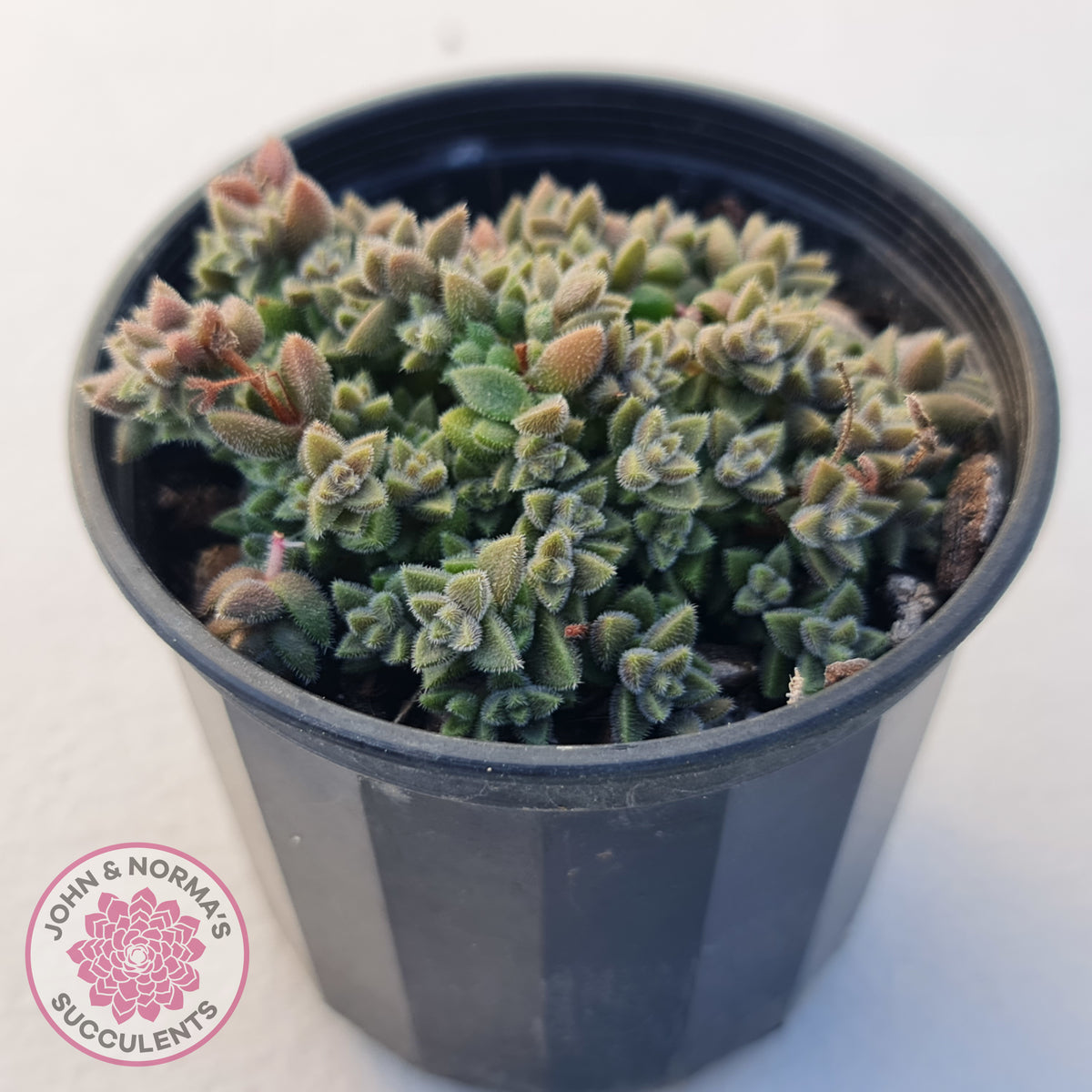 Crassula ernestii