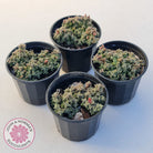 Crassula ernestii