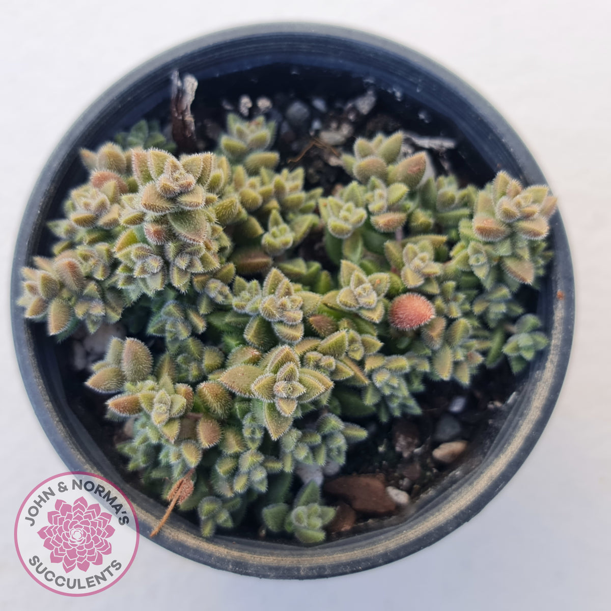 Crassula ernestii